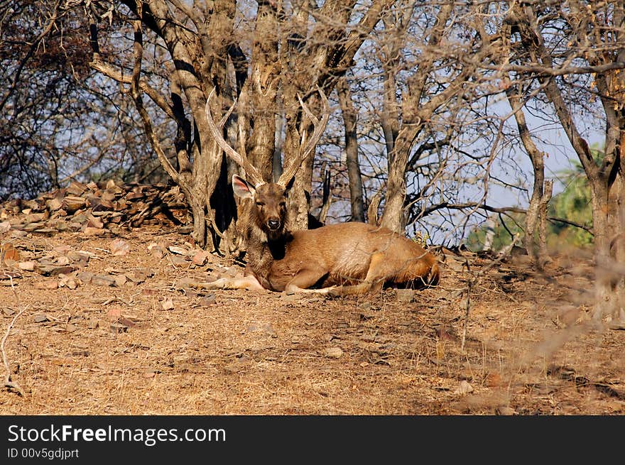 India, Ranthambore: Deers