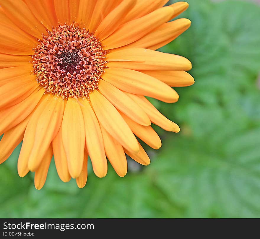 Macro of an Orange Daisy With Shallow Depth of Field