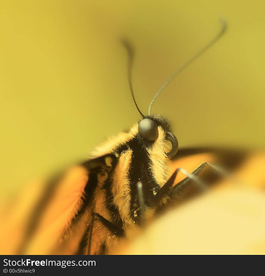 Yellow butterfly and macro details. Yellow butterfly and macro details.