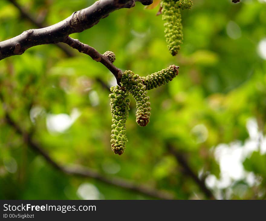 Fingers on a tree