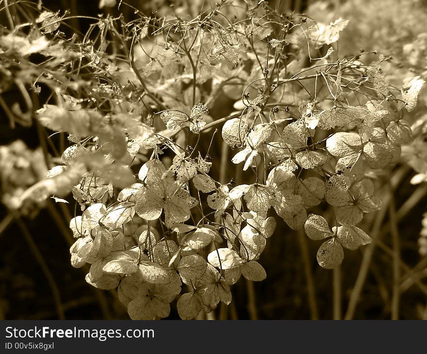 Old Hydrangea