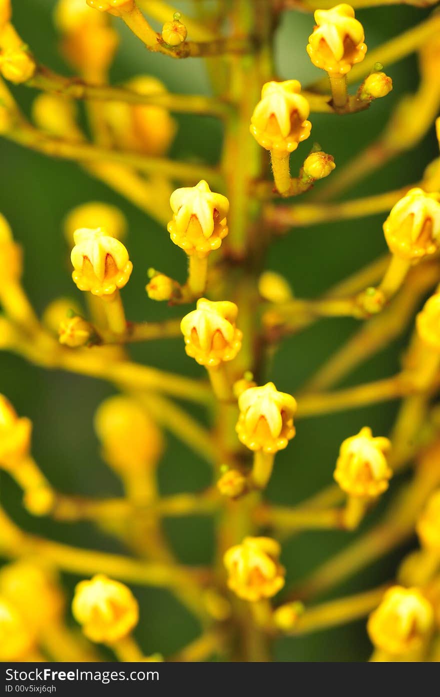 A close up macro of a yellow flower bud. A close up macro of a yellow flower bud