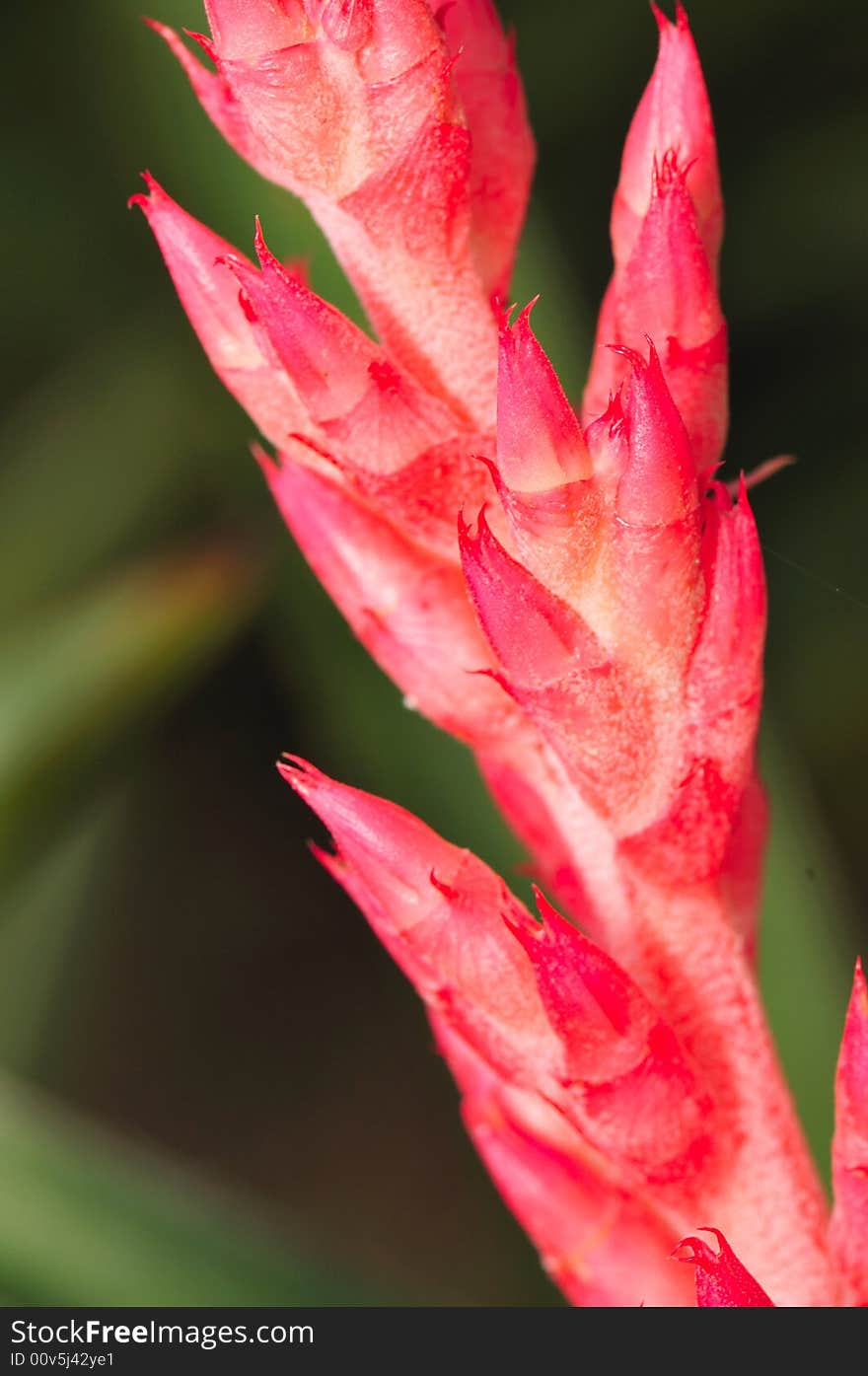 A close up macro of a red flower buds. A close up macro of a red flower buds