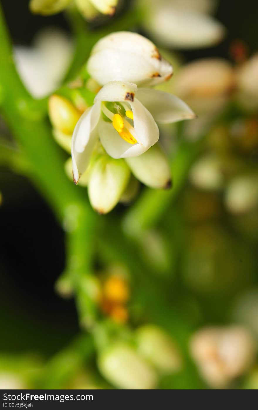 A close up macro of a flower buds. A close up macro of a flower buds