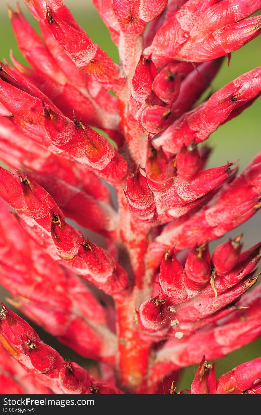 A close up macro of a red flower buds. A close up macro of a red flower buds