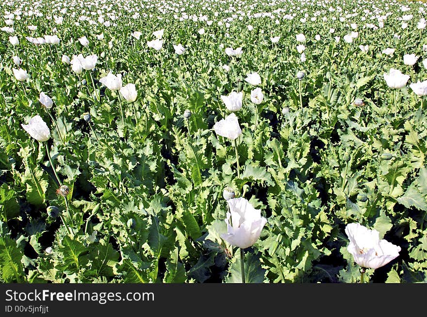 India, Bijaipur: Opium poppy field; dark blue sky and white poppy flowers