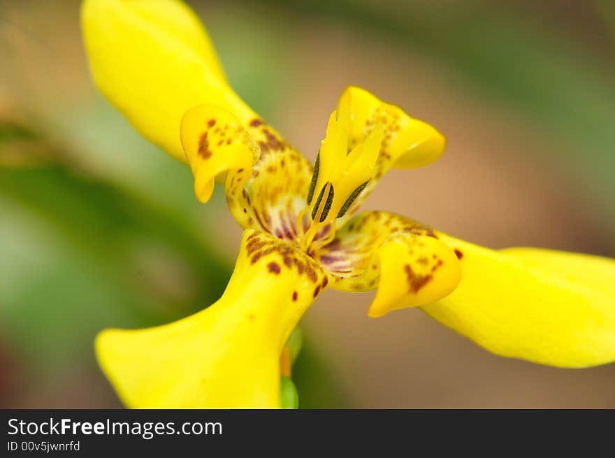 A close up macro of a yellow orchid. A close up macro of a yellow orchid