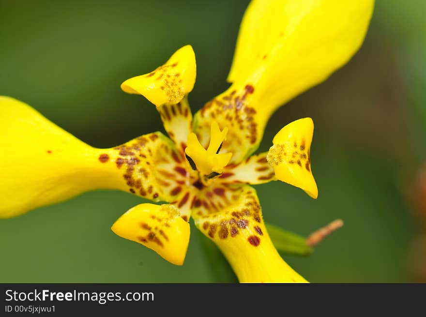 A close up macro of a yellow orchid. A close up macro of a yellow orchid