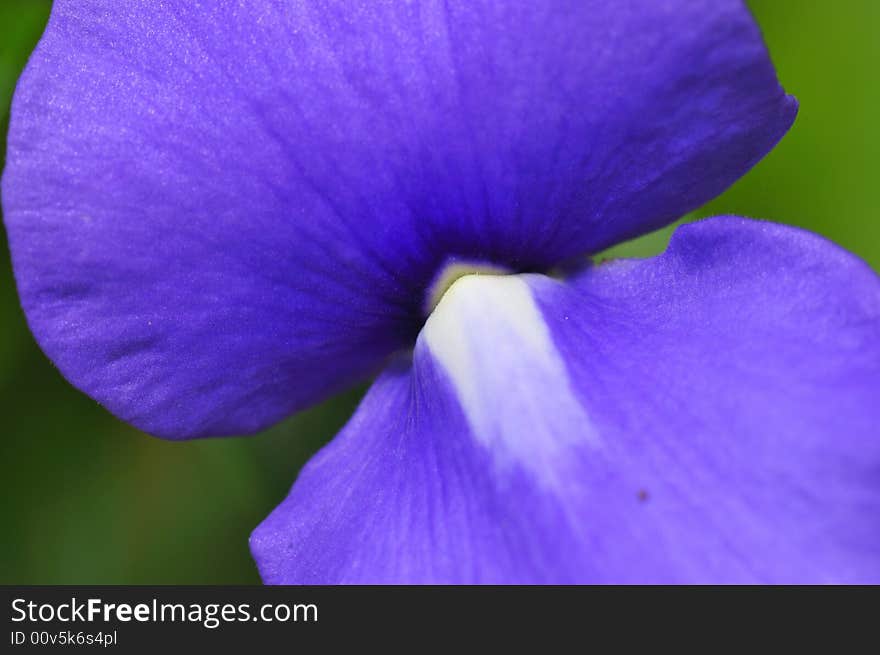 A close up macro of a blueish. A close up macro of a blueish