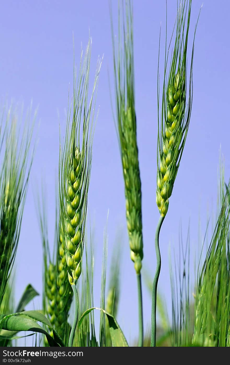 India, Chittorgarh: Green wheat and blue sky during a sunny spring day