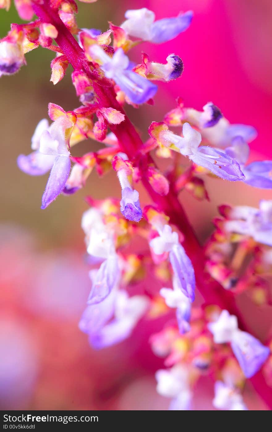 A close up macro of purple flower buds. A close up macro of purple flower buds