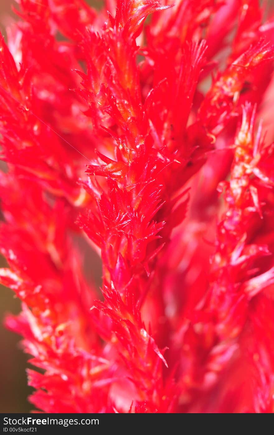 A close up macro of red flower. A close up macro of red flower