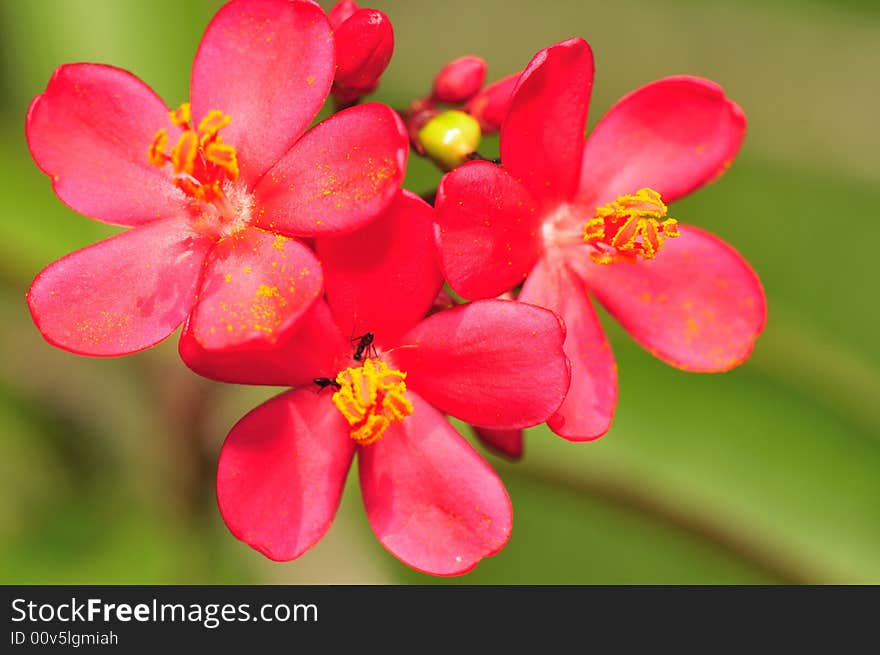 A close up macro of red flower. A close up macro of red flower