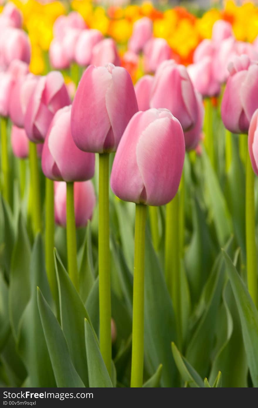 Spring field of colored tulips. Spring field of colored tulips