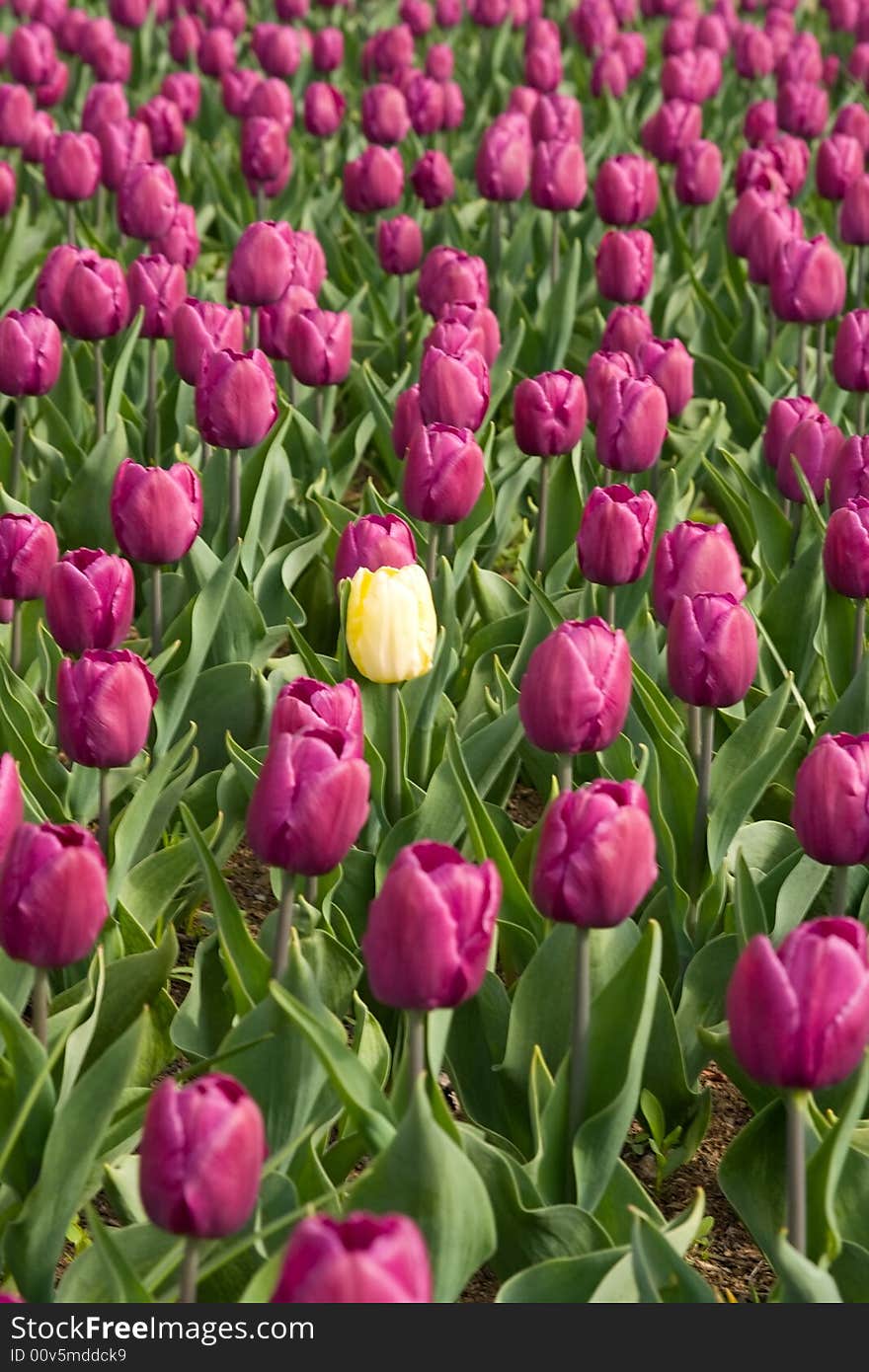 Spring fields of purple and yellow tulips