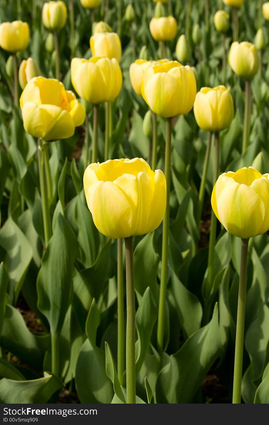 Spring field of yellow tulips