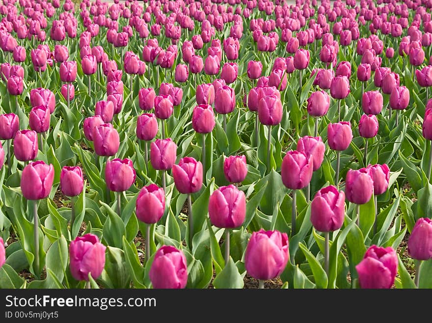 Spring field of purple tulips