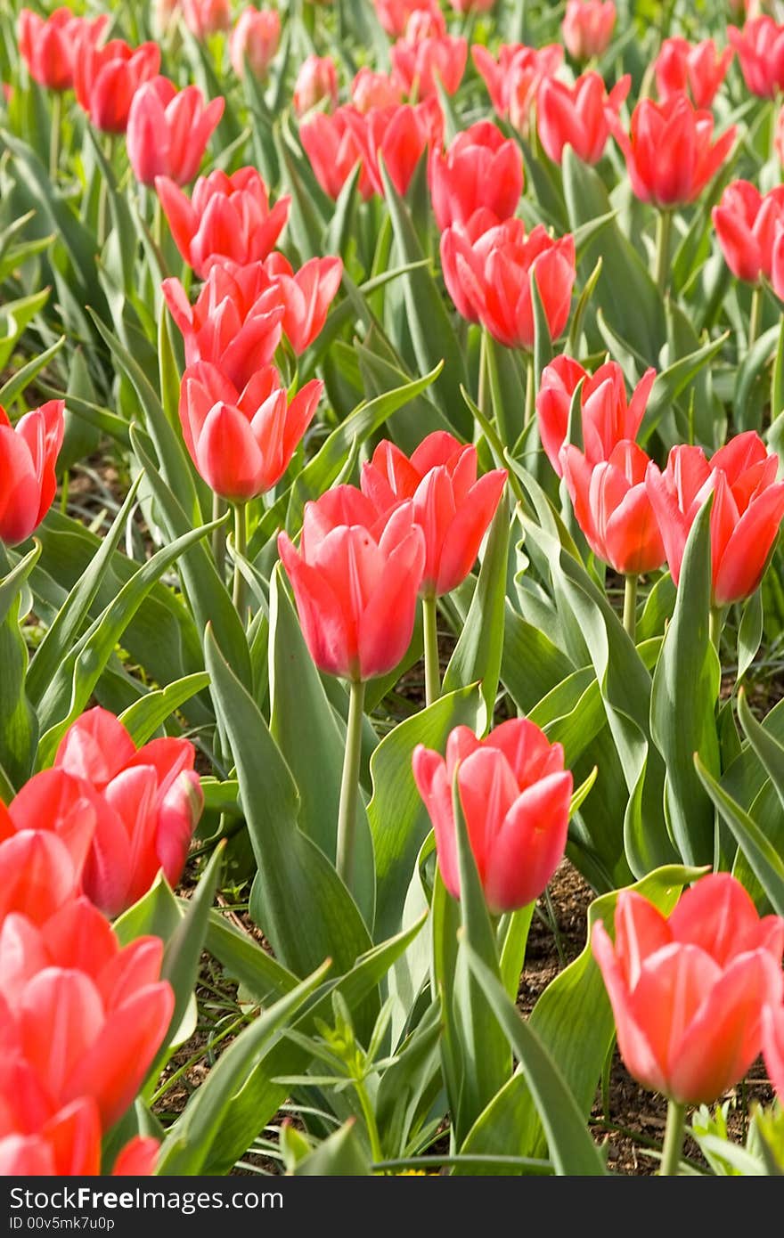 Spring field of red tulips