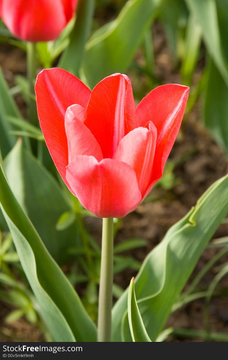 Close uo of spring red tulip