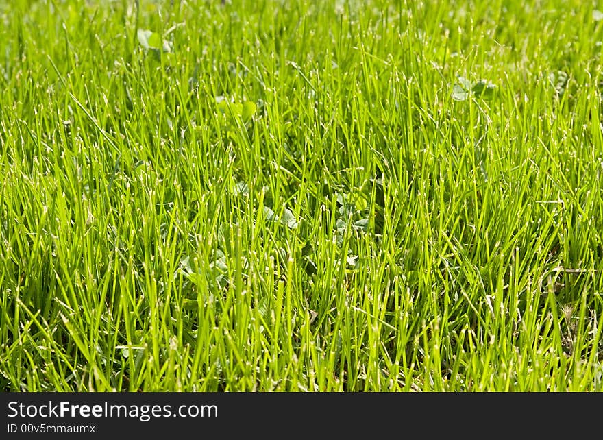 Spring green grass on the morning