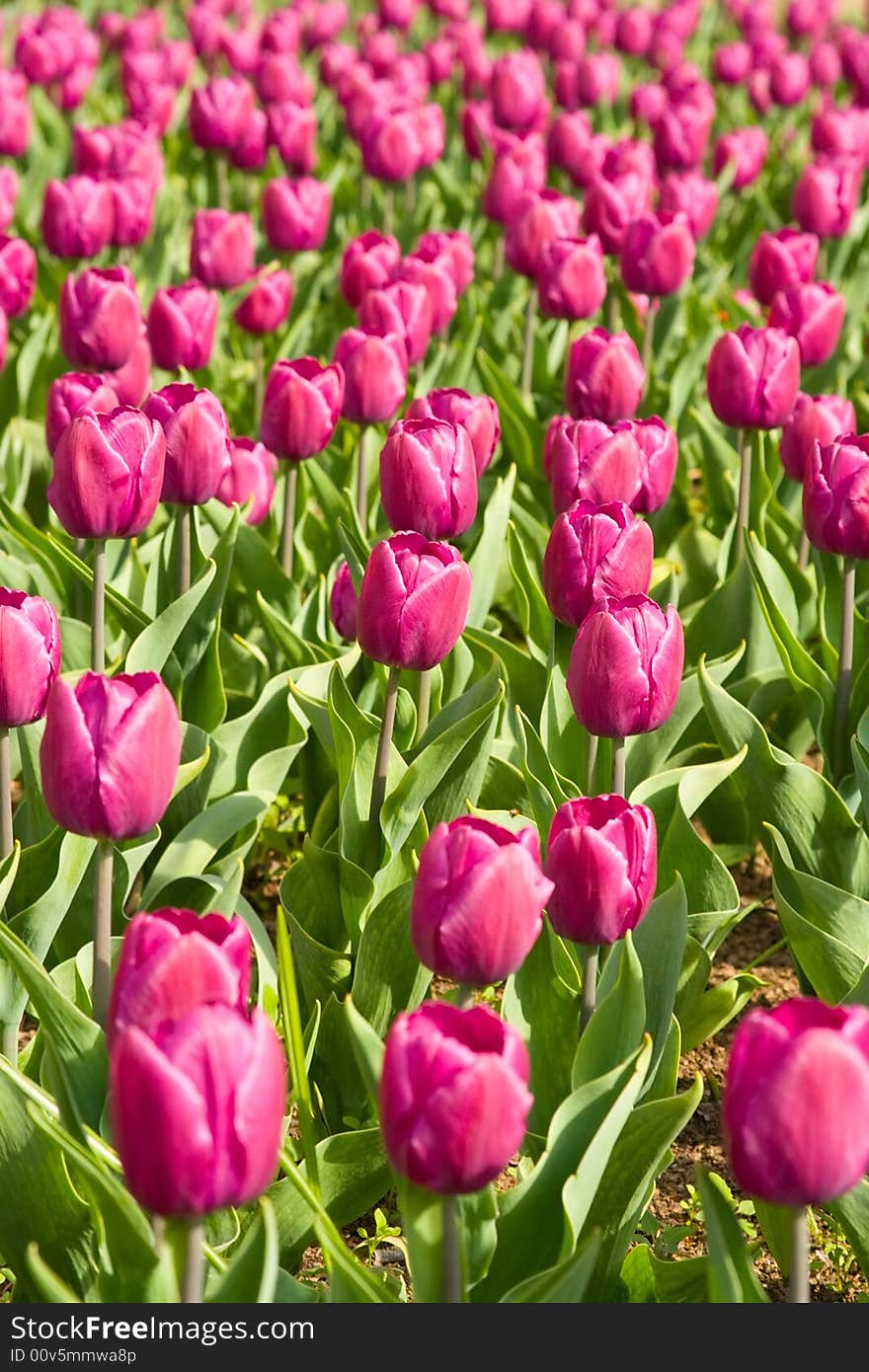 Spring field of purple tulips