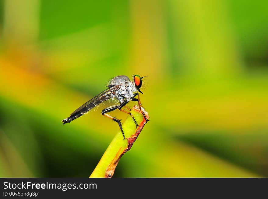 A close up picture of a robber fly