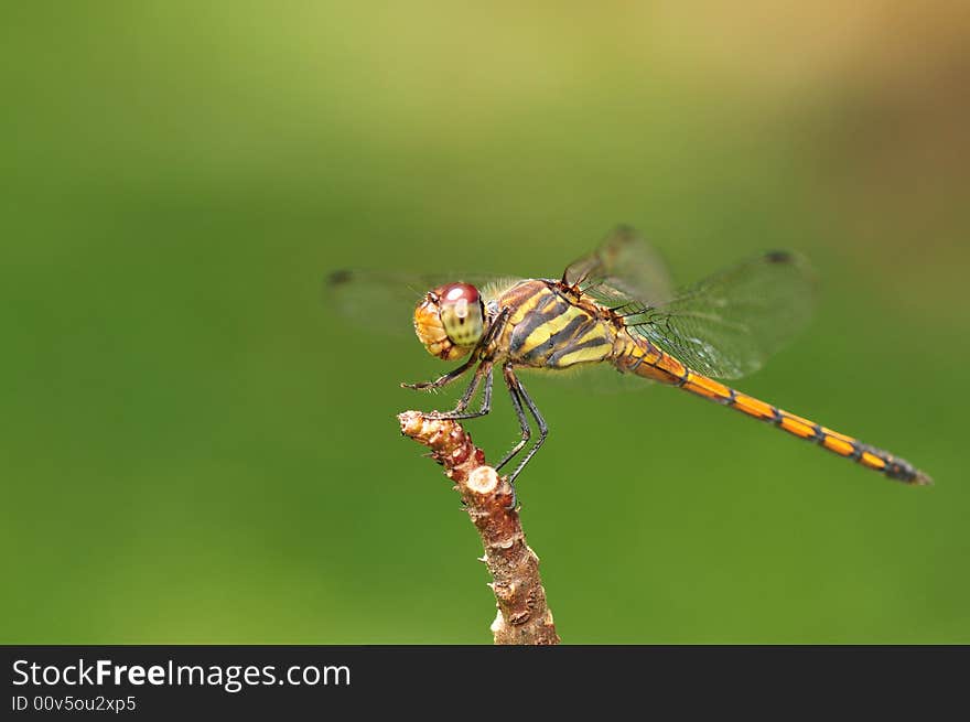 A close up picture of an orange dragonfly resting