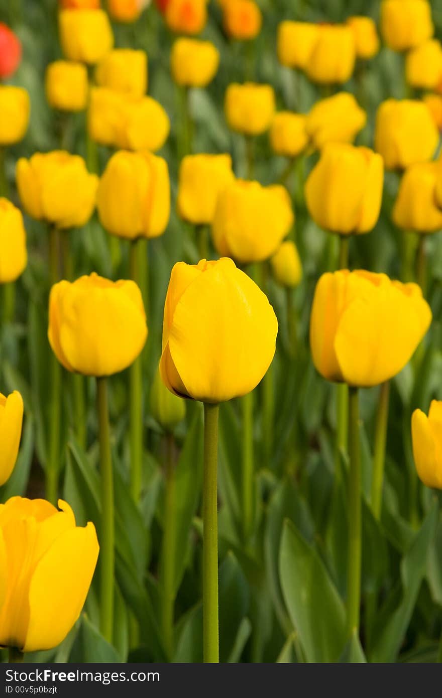 Spring field of yellow tulips