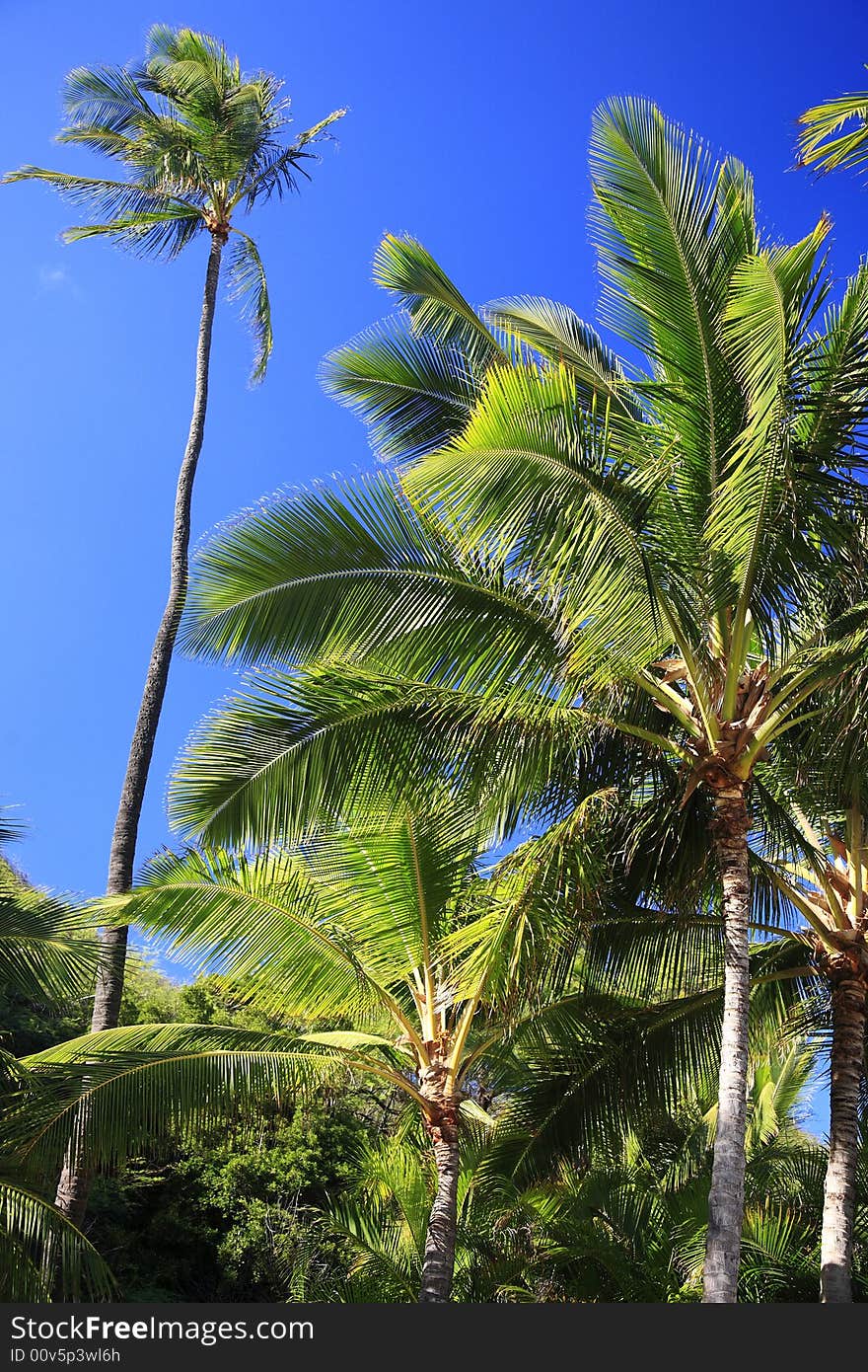 Palm Tree At Hanauma Bay