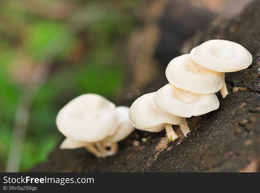 Wild mushrooms growing on a tree trunk. Wild mushrooms growing on a tree trunk