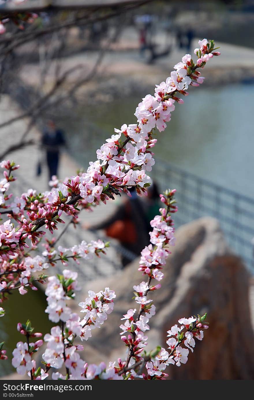 Peach Blossom