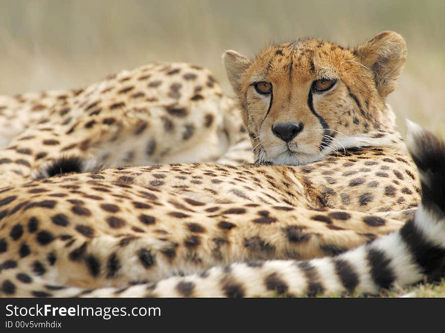 Close-up of a beautiful cheetah (Acinonyx jubatus)