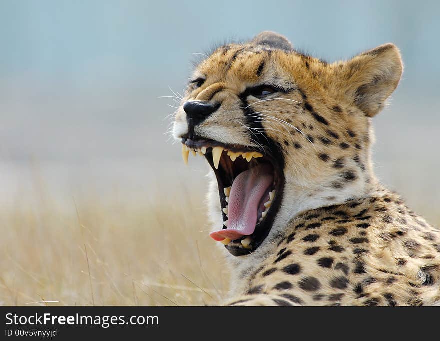 Close-up of a beautiful cheetah (Acinonyx jubatus)