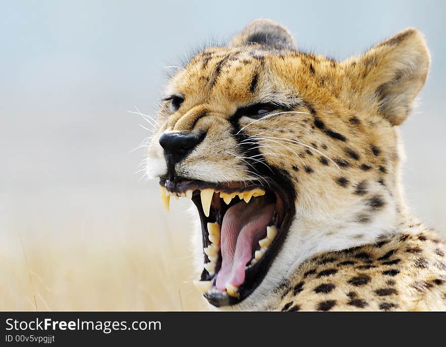 Close-up of a beautiful cheetah (Acinonyx jubatus)