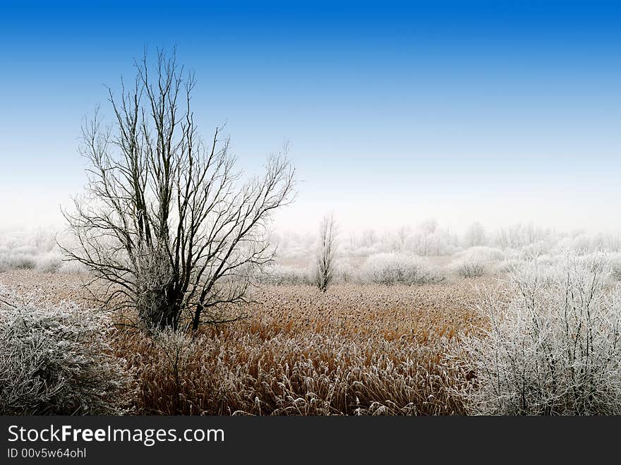 Beautiful cold and white winter landscape