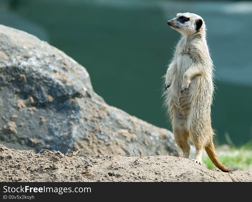 A cute meerkat (Suricata suricatta)