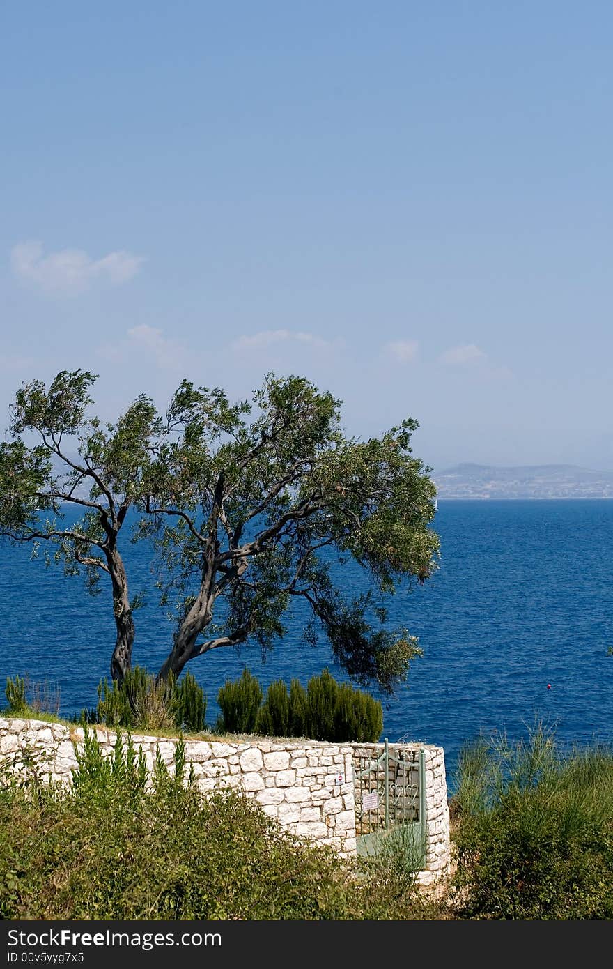 Olive tree and sea