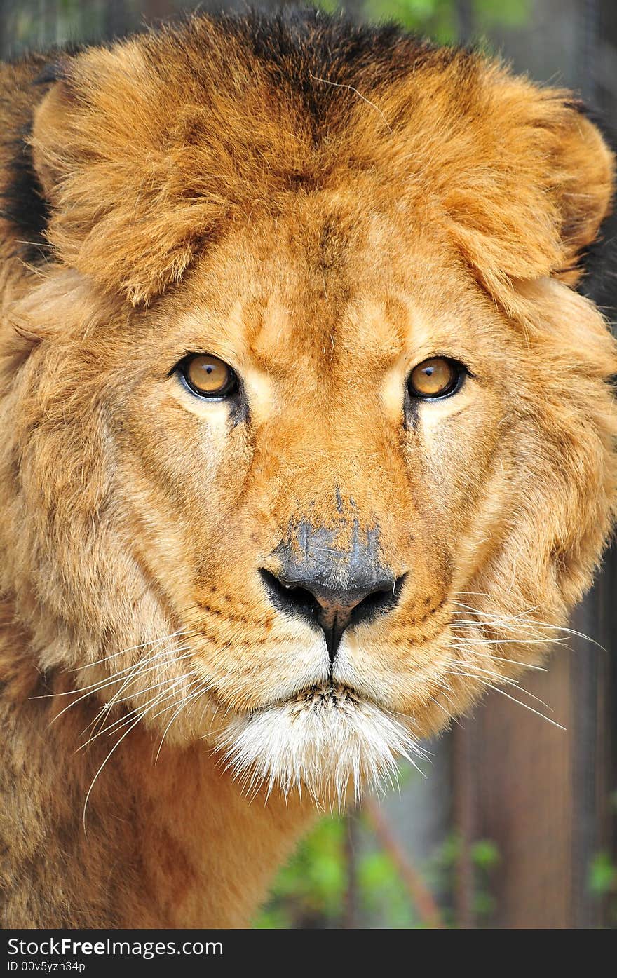 Old Lion head portrait looking at viewer. Old Lion head portrait looking at viewer