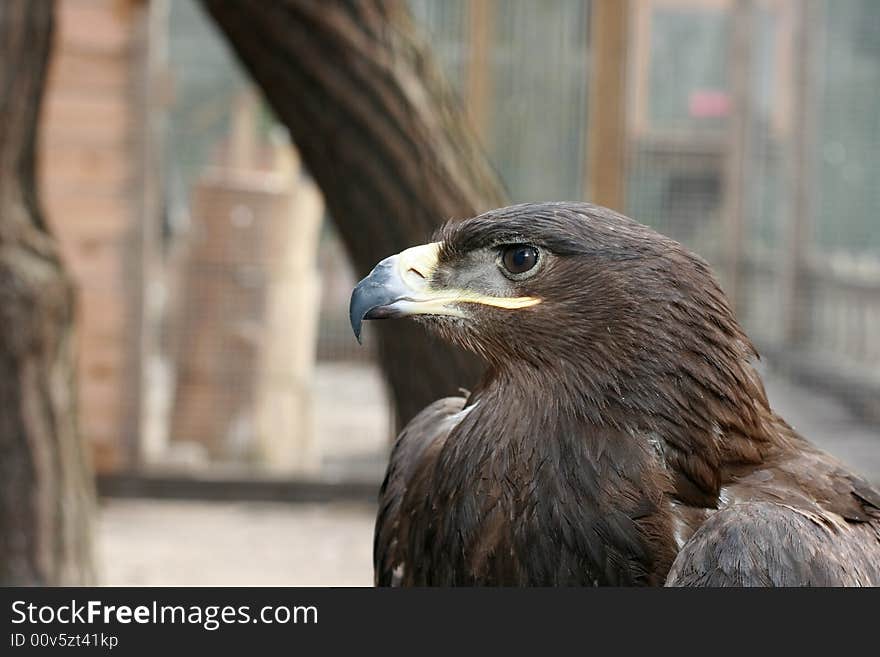 Eagle