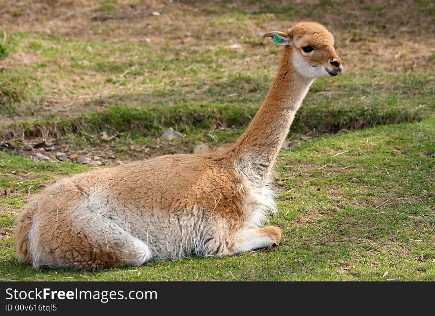 Baby Guanaco