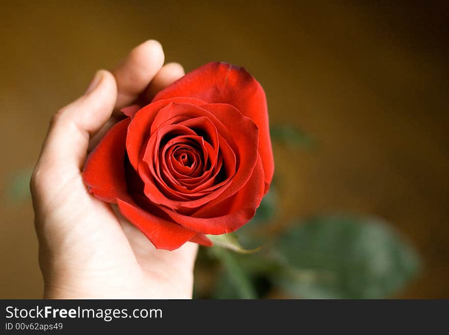 Rose in hand on the brown background