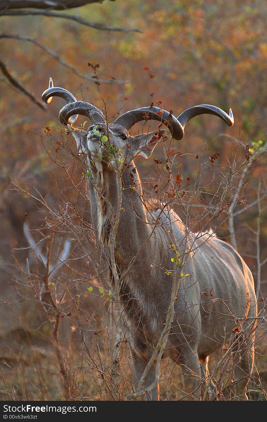 Kudu bull