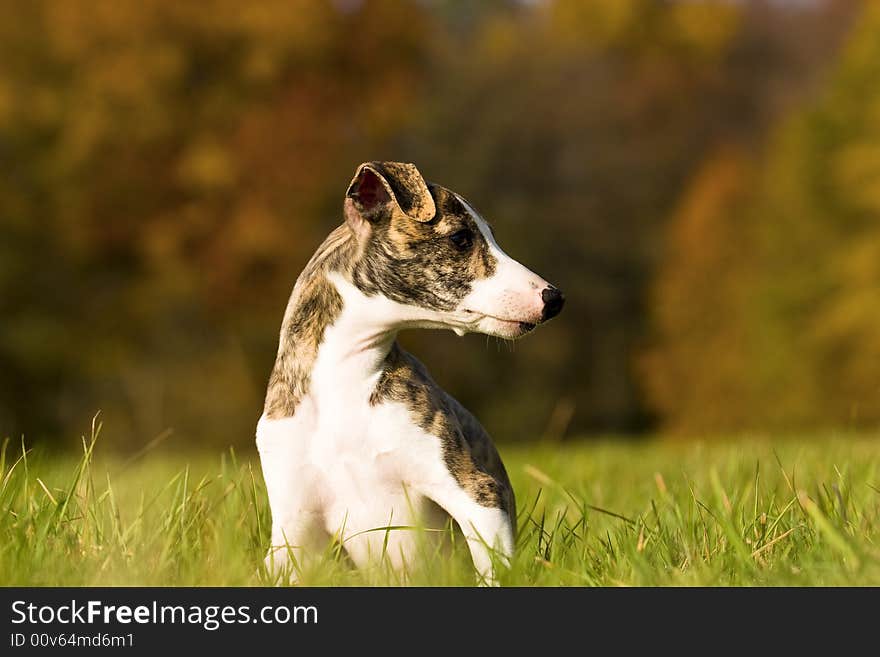 Whippet puppy