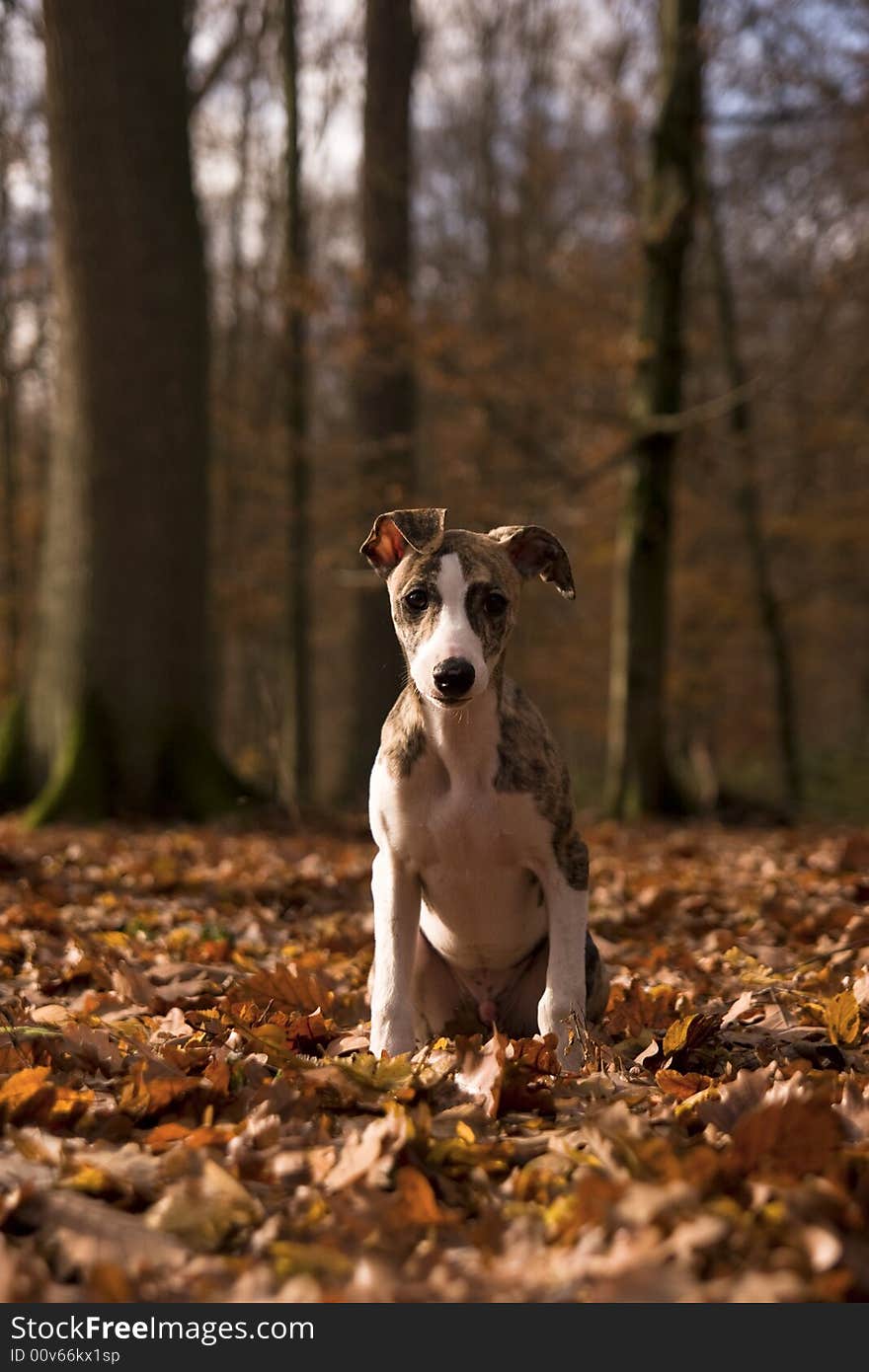 Whippet Puppy