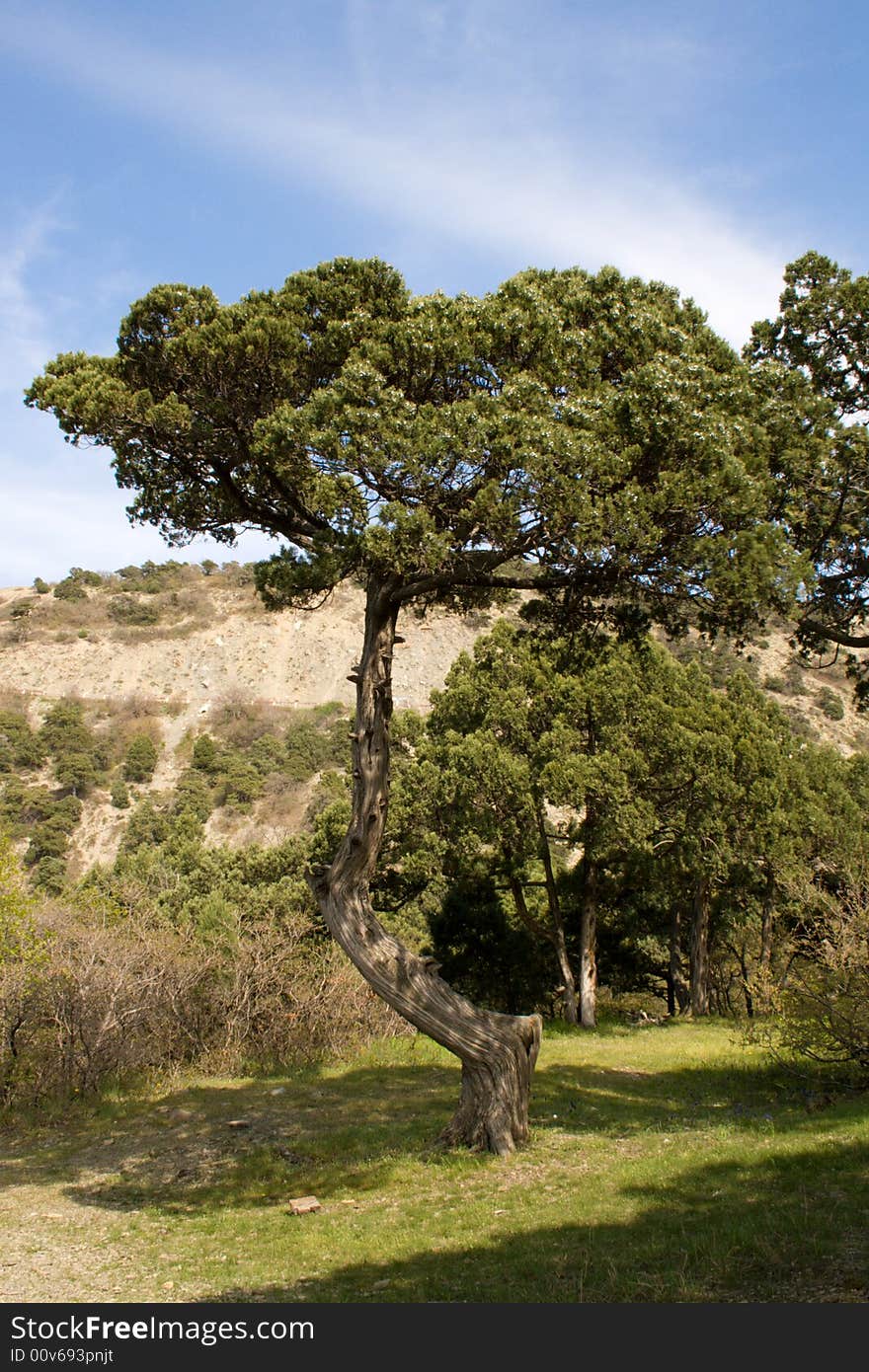 Relic pine in the forest