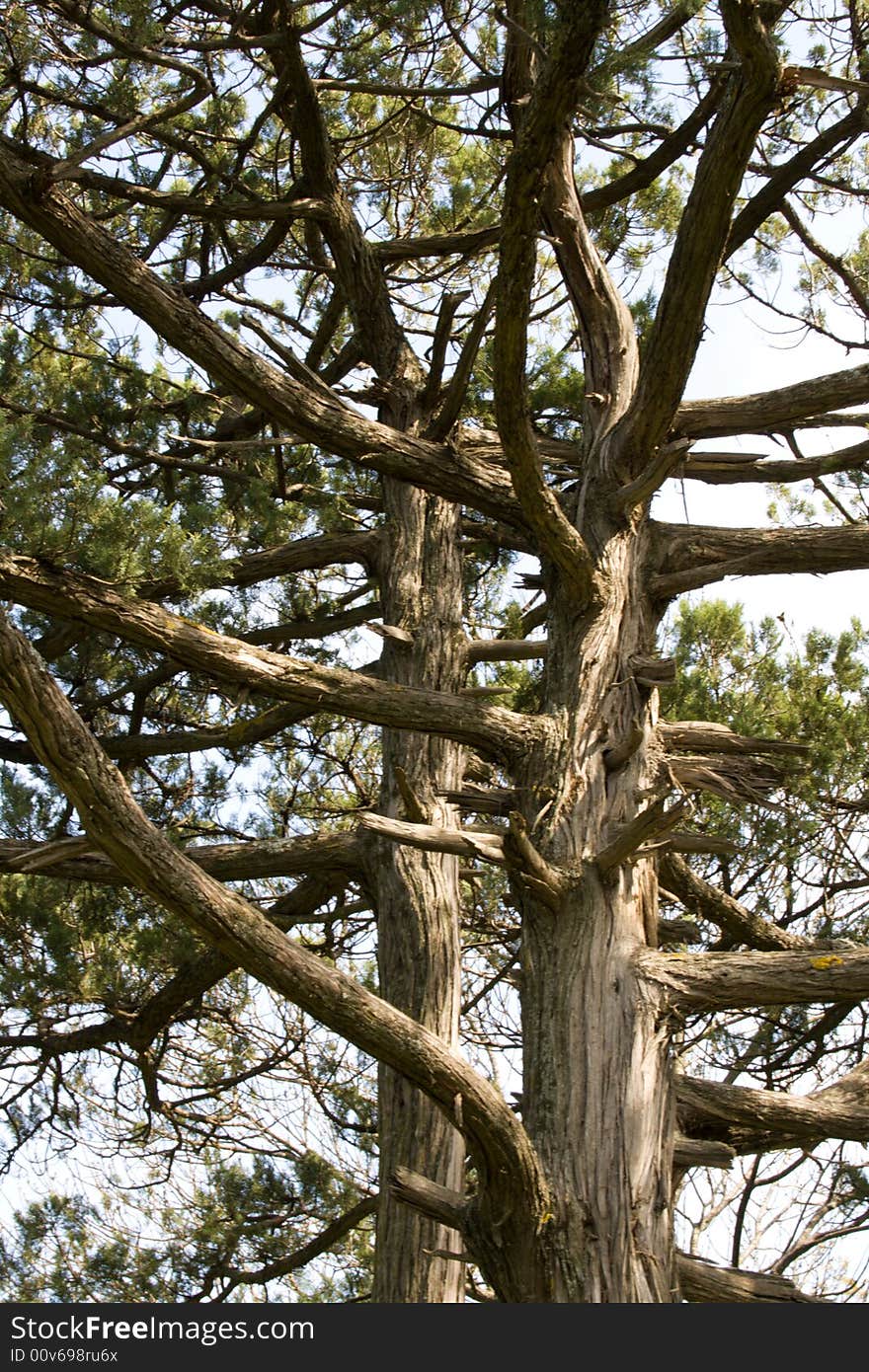 Relic pine in the forest