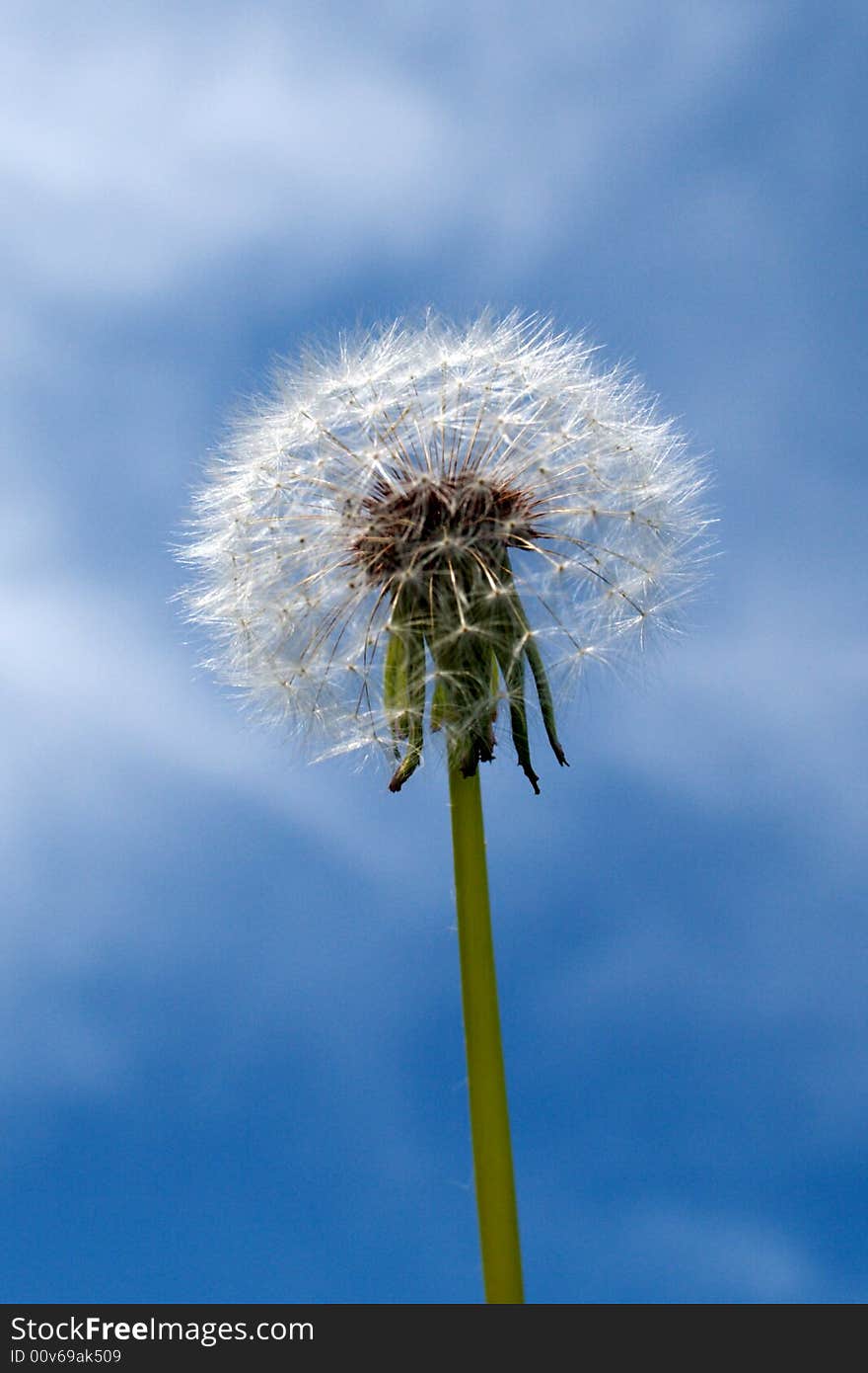 Dandelion