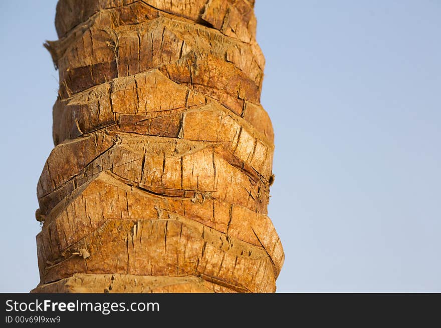 Trunk of a palm-tree with a blue sky on a background