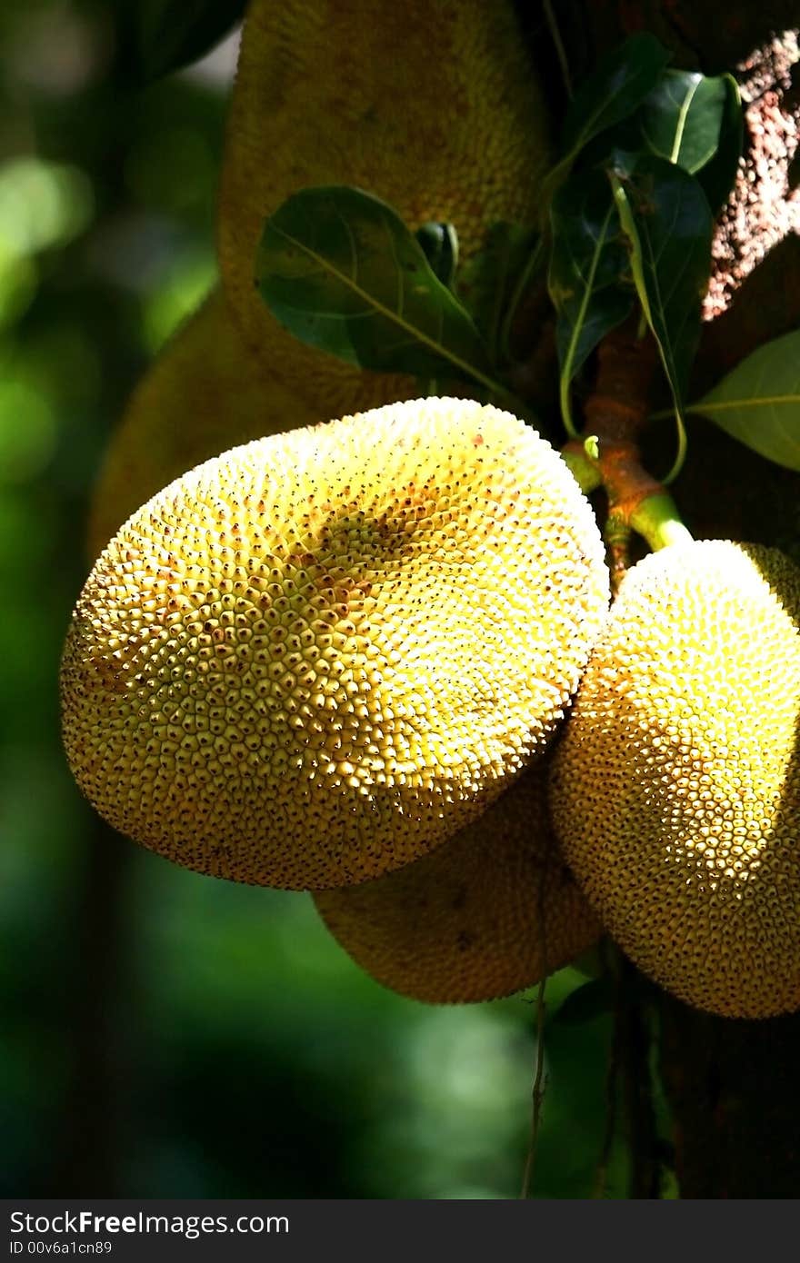 Jackfruits growing in natural conditions of jungle