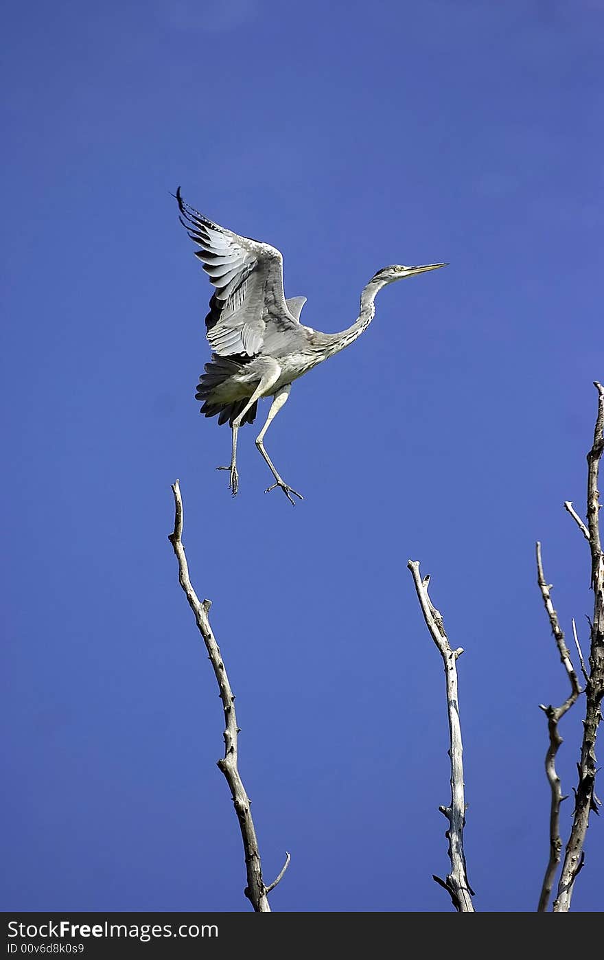 Flying Bird in the blue sky